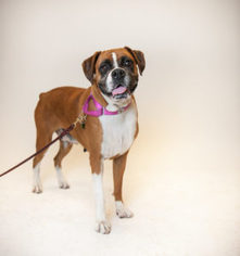 Medium Photo #143 Boxer Puppy For Sale in Oceanside, CA, USA
