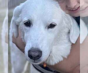 Medium Photo #5 Great Pyrenees Puppy For Sale in Dallas, TX, USA