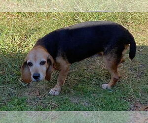 Beagle Dogs for adoption in Dunnellon, FL, USA