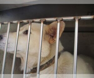 Siberian Husky Dogs for adoption in Oklahoma City, OK, USA