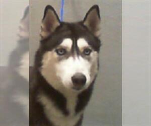 Siberian Husky-Unknown Mix Dogs for adoption in Las Vegas, NV, USA