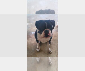 Boxer Dogs for adoption in Austin, TX, USA