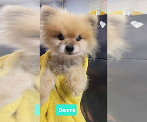 Pomeranian Dogs for adoption in Richmond, IN, USA