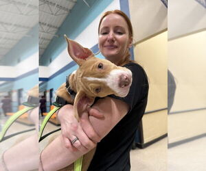 Mutt Dogs for adoption in Wenonah, NJ, USA