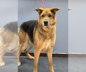 Mutt Dogs for adoption in Batavia, NY, USA