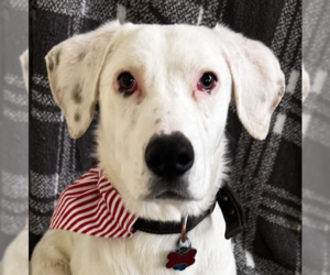 Mutt Dogs for adoption in Boston, MA, USA