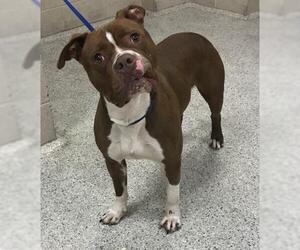 American Staffordshire Terrier Dogs for adoption in Conroe, TX, USA