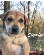 German Shepherd Dog Dogs for adoption in Claremore, OK, USA