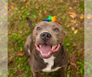American Bulldog-Unknown Mix Dogs for adoption in Murfreesboro, TN, USA