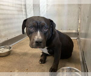 American Pit Bull Terrier-Unknown Mix Dogs for adoption in San Bernardino, CA, USA