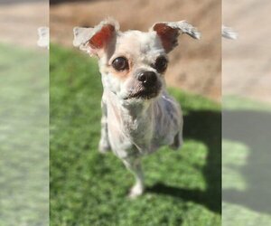 Mal-Shi Dogs for adoption in Phoenix, AZ, USA