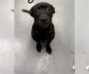 Labrador Retriever Dogs for adoption in Peoria, IL, USA