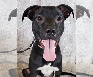 Boxer-Unknown Mix Dogs for adoption in Mankato, MN, USA