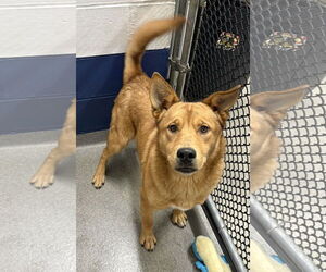 Mutt Dogs for adoption in Sterling, MA, USA