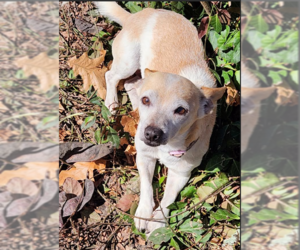 Chihuahua-Unknown Mix Dogs for adoption in Cranston, RI, USA