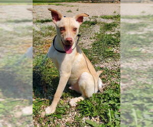 Labrador Retriever Dogs for adoption in Lake City, MI, USA