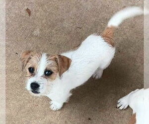 Bea-Tzu Dogs for adoption in Wakefield, RI, USA