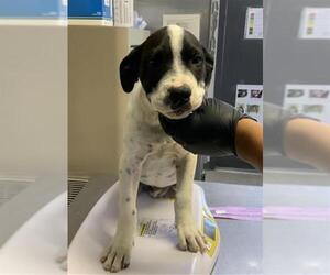 American Pit Bull Terrier-Unknown Mix Dogs for adoption in Visalia, CA, USA