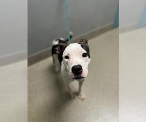 American Pit Bull Terrier-Unknown Mix Dogs for adoption in Las Vegas, NV, USA