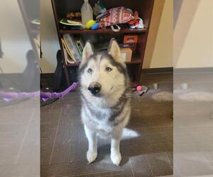 Siberian Husky Dogs for adoption in West Valley, UT, USA