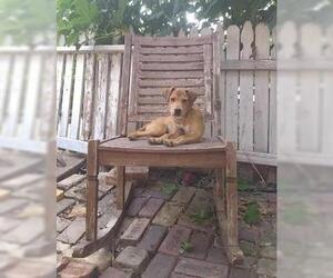 Labrador Retriever-Unknown Mix Dogs for adoption in San Antonio, TX, USA