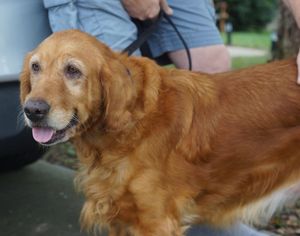Golden Retriever Dogs for adoption in Holly Springs, NC, USA
