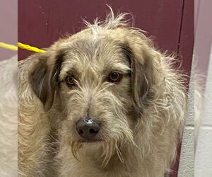 Mutt Dogs for adoption in Canton, CT, USA