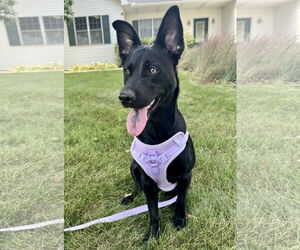 Labrador Retriever-Unknown Mix Dogs for adoption in Des Moines, IA, USA