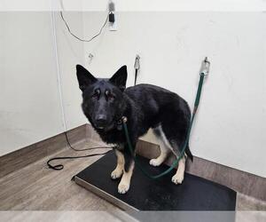 German Shepherd Dog Dogs for adoption in Pasadena, CA, USA