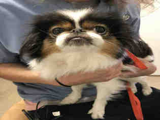 Japanese Chin Dogs for adoption in Lawrence, KS, USA