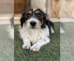 Australian Shepherd Dogs for adoption in Menifee, CA, USA