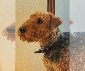 Airedale Terrier Dogs for adoption in Salem, OR, USA