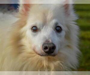 American Eskimo Dog Dogs for adoption in Pittsburgh, PA, USA