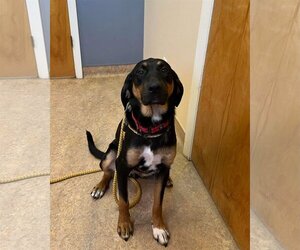 Black and Tan Coonhound-Unknown Mix Dogs for adoption in Roxboro, NC, USA