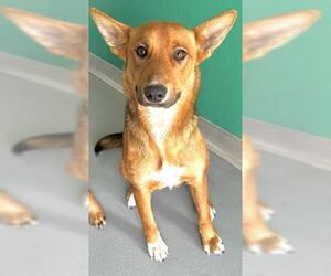German Shepherd Dog-Unknown Mix Dogs for adoption in Visalia, CA, USA