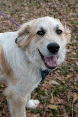 Australian Shepherd-Great Pyrenees Mix Dogs for adoption in Spring, TX, USA