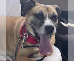 Boxer-Unknown Mix Dogs for adoption in Davis, CA, USA