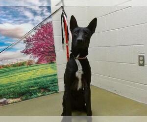 German Shepherd Dog-Unknown Mix Dogs for adoption in Moreno Valley, CA, USA