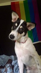 Jack-Rat Terrier Dogs for adoption in Spring , TX, USA