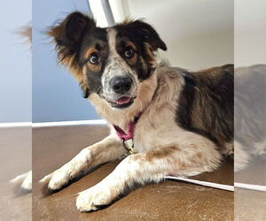 Border Collie-Unknown Mix Dogs for adoption in Olalla, WA, USA