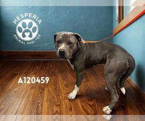 American Pit Bull Terrier Dogs for adoption in HESPERIA, CA, USA