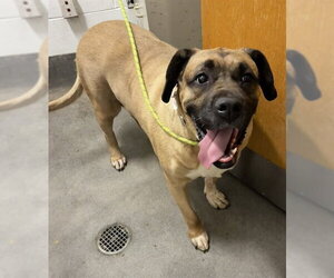 Mastiff Dogs for adoption in Forestville, MD, USA