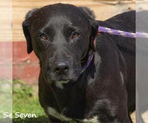 Labrador Retriever Dogs for adoption in Madisonville, TN, USA