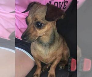 Chiweenie Dogs for adoption in Williamson, WV, USA