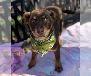 Mutt Dogs for adoption in Warrenton, VA, USA