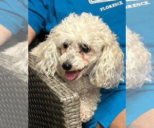 Mutt Dogs for adoption in Ellijay, GA, USA