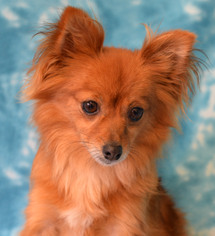 Pomeranian Dogs for adoption in Eureka, CA, USA