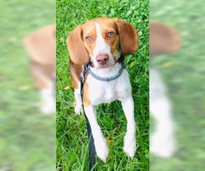 Beagle Dogs for adoption in Dellslow, WV, USA