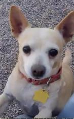 Chihuahua-Unknown Mix Dogs for adoption in Apache Junction, AZ, USA
