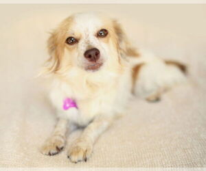 Papillon-Unknown Mix Dogs for adoption in Corona, CA, USA